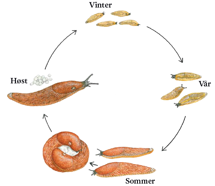 Plukk, plukk, plukk - brunsnegler
